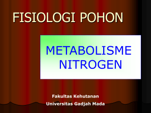 metabolisme nitrogen