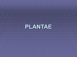 PLANTAE