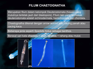 filum chaetognatha