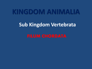 kingdom animalia - SMAN 2 Balikpapan