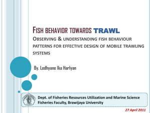 Fish behavior towards trawl