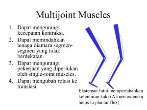 Multijoint Muscles