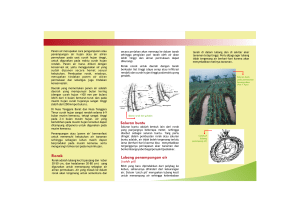 No.9 Air-leaflet-FINAL.cdr - World Agroforestry Centre