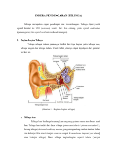 indera pendengaran (telinga)