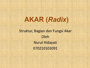 AKAR (Radix) - WordPress.com