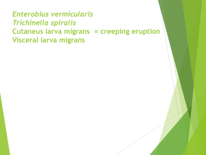 Enterobius vermicularis (cacing kremi, pinworm