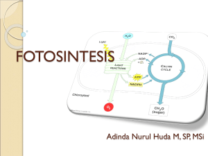 fotosintesis Adinda. - Official Site of ADINDA NURUL