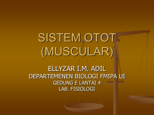 sistem otot (muscular)