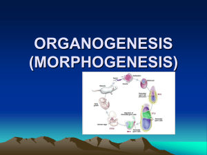 ORGANOGENESIS (MORPHOGENESIS)
