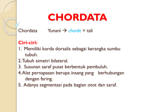 chordata - Web Site Biologi Yuhayuyu