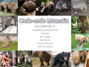 Ordo-ordo Mamalia (Lanjutan)