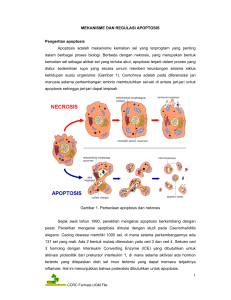 MEKANISME DAN REGULASI APOPTOSIS Pengertian apoptosis