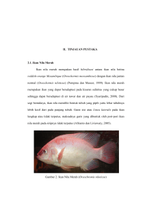 7 II. TINJAUAN PUSTAKA 2.1. Ikan Nila Merah Ikan nila merah