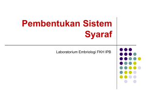 Pembentukan Sistem Syaraf