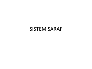 SISTEM SARAF