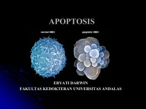 apoptosis - Repository Unand