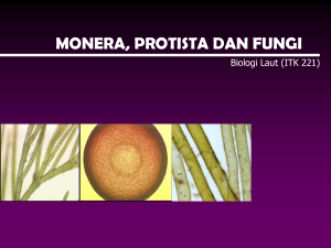 materi 4 (monera, protista, fungi)