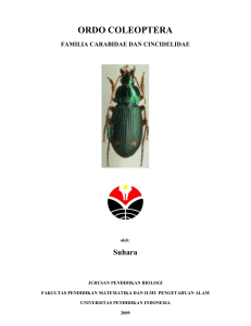 Coleoptera Carabidae ppt Entomologi