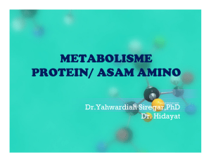 asam amino metabolisme protein