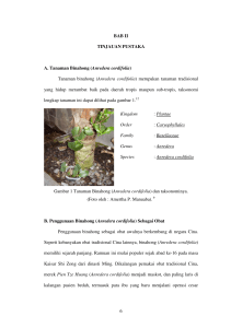 (Anredera cordifolia) Tanaman binahong