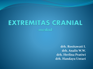 EXTREMITAS CRANIAL -medial