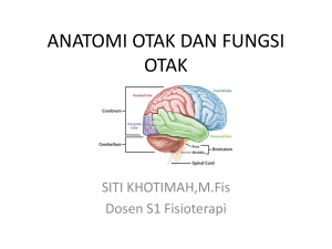 anatomi otak dan fungsi otak