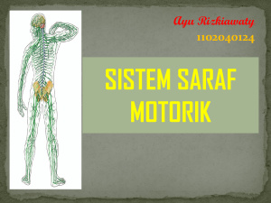 sistem saraf motorik