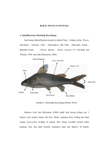 BAB II. TINJAUAN PUSTAKA A. Klasifikasi dan Morfologi Ikan