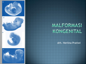 multiple congenital malformation in a simental female calf