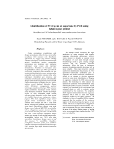 Identification of P5CS gene on sugarcane by PCR using