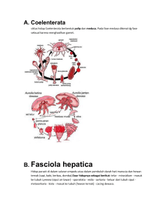 B. Fasciola hepatica