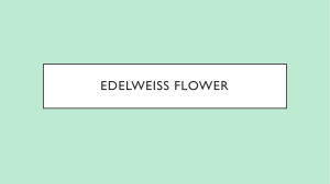 EDELWEISS flower