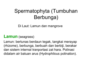 Spermatophyta (Tumbuhan Berbunga)