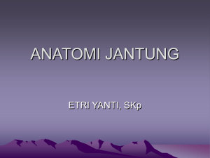 ANATOMI JANTUNG