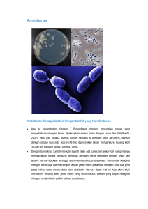 Azotobacter Azotobacter Sebagai Bakteri Pengambat N2 yang Non