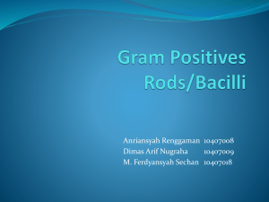 Gram Positives Rods/Bacilli