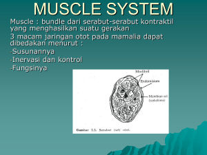 MUSCLE SYSTEM