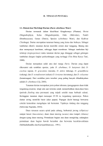 II. TINJAUAN PUSTAKA 2.1. Botani dan Morfologi Durian (Durio