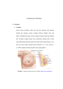 II. TINJAUAN PUSTAKA A. Payudara 1. Anatomi Secara umum