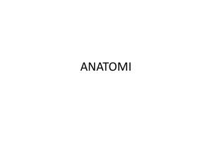 anatomi - WordPress.com
