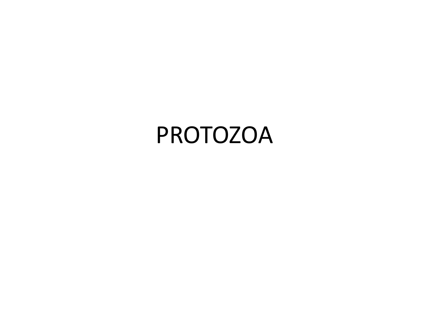 7300 Koleksi Gambar Hewan Bersel Satu Protozoa Terbaru