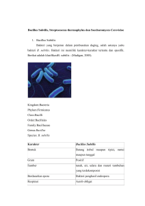 S. thermophilus merupakan bakteri gram positif