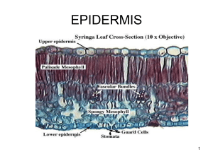 EPIDERMIS