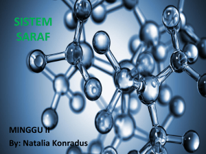 SISTEM SARAF