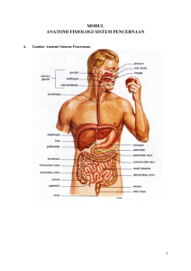 modul anatomi fisiologi sistem pencernaan