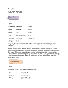 Audrey/p5 Tubuhan manusia Sistem Tulang Organ: