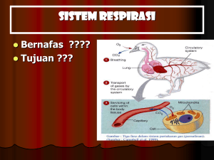 sistem pernafasan 2