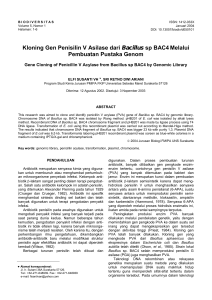 Kloning Gen Penisilin V Asilase dari Bacillus sp BAC4 Melalui