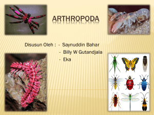 Arthropoda - WordPress.com