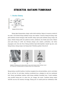 struktur batang tumbuhan